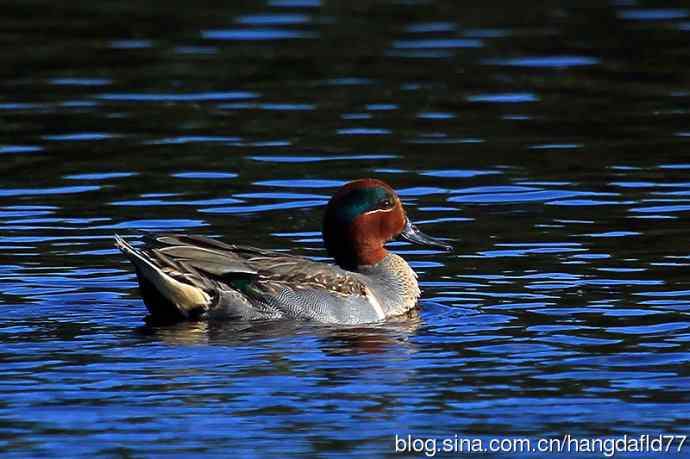 美国鸟类摄影——美洲绿翅鸭（2）