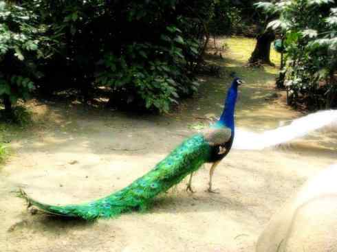 家禽驯化之源之七