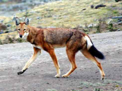 犬科：犬亚科犬属之西门豺、侧纹豺（胡狼类）