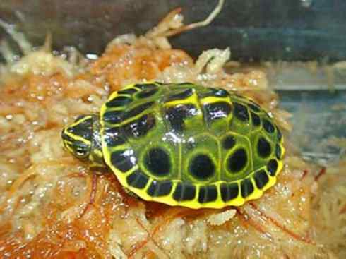 玄武:传说的兽原型探秘(潮龟) 玄武:传说的兽原型探秘(潮龟)