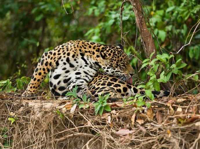 犬科：犬亚科小耳犬属的小耳犬