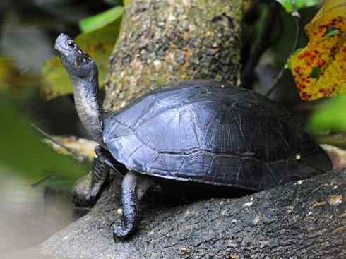 玄武:传说的兽原型探秘(潮龟) 玄武:传说的兽原型探秘(潮龟)