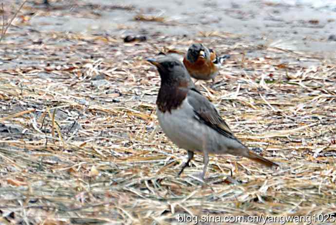 北京天坛公园的鸟类——赤颈鸫
