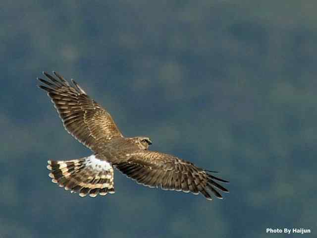 厚道的白尾鹞可以有