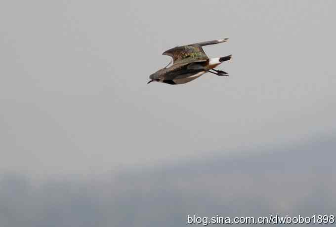 飞翔的凤头麦鸡