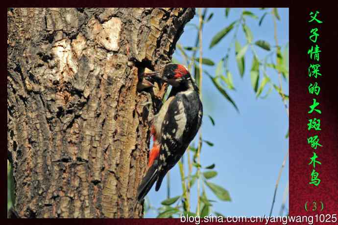 北京龙潭西湖公园的鸟类——父子情深的大斑啄木鸟（3）