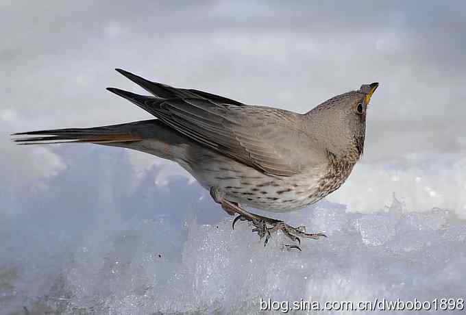 赤颈鸫和小鹪鹩