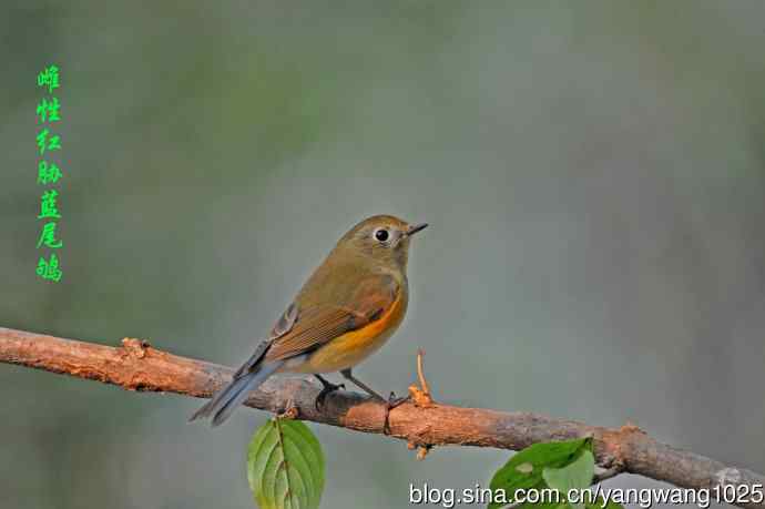 杂片（黄腹山雀、暗绿绣眼鸟、雌性红胁蓝尾鸲、黄腰柳莺）