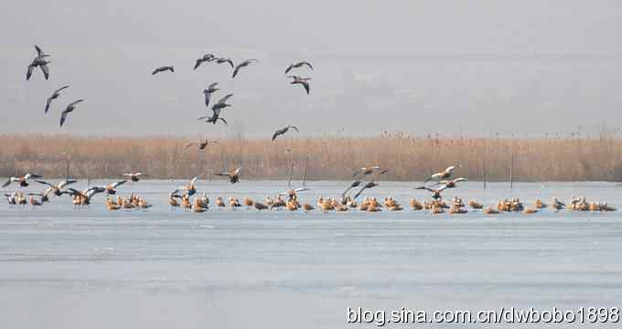 落地大鵟让偶急