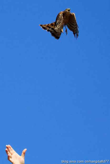 放飞鹰隼（2）
