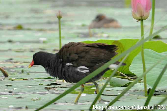 喜拍黑水鸡(奥体公园)
