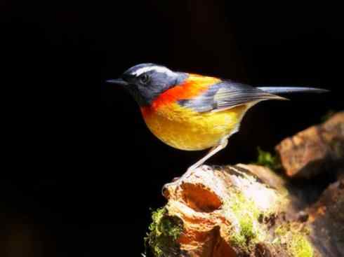 美丽无罪：雀鸟之林鸲