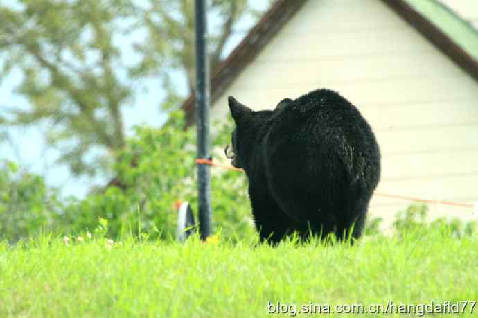 美国鸟类摄影——“打”鸟归途遇黑熊