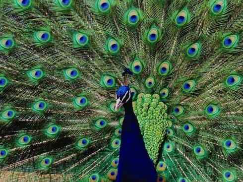 家禽驯化之源之七（孔雀、鸳鸯、鹦鹉）