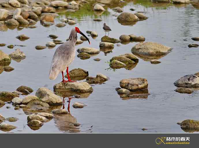洋县拍鸟：珍禽鈥斨禧q