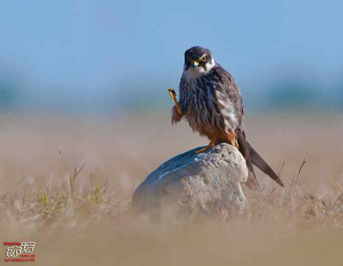 官厅水库&nbsp;wbr路&nbsp;wbr金秋十一猛