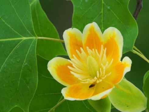 鱼类活化石：非洲肺鱼