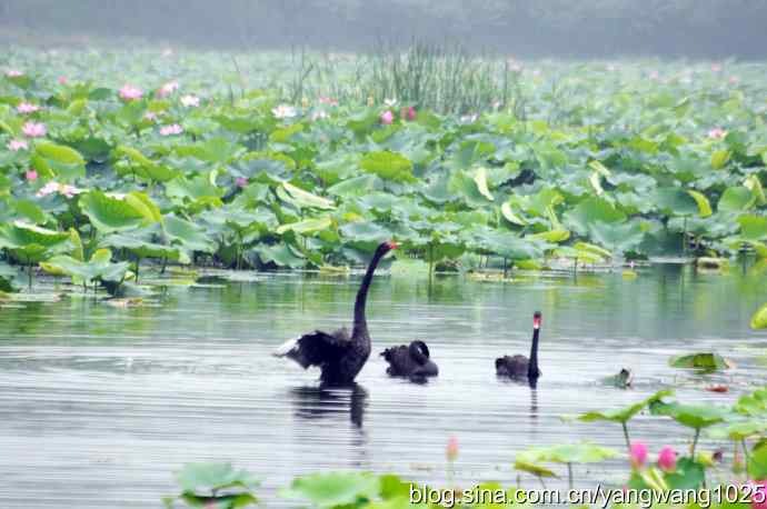 欢乐的亲兄弟（记圆明园的三只小黑天鹅）