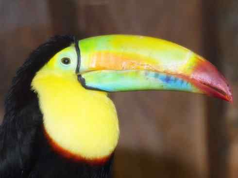 猎奇：奇特的鸟喙之三