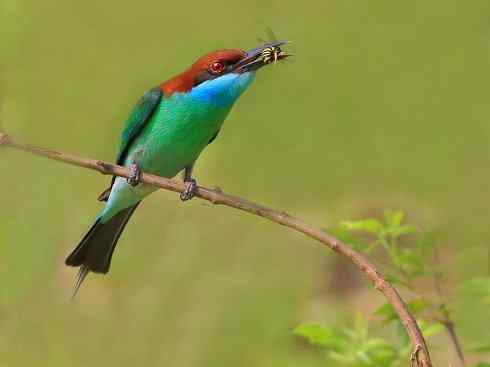 绝色攀禽：佛法僧目之蜂虎2