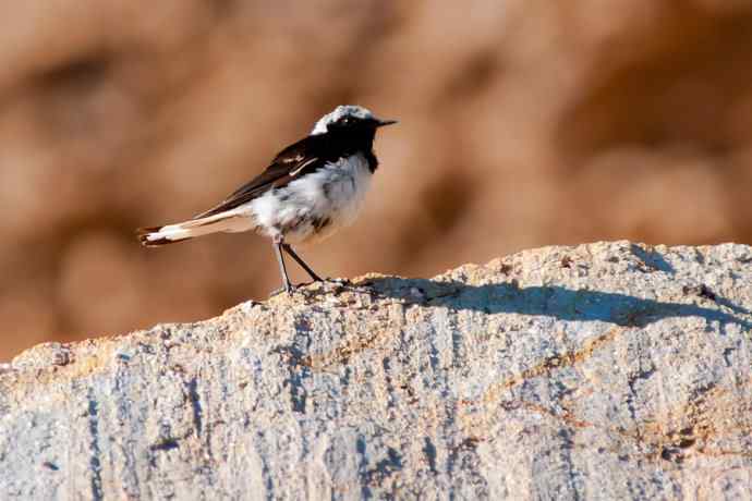 【新鸟】坝上鸟.白顶鵖