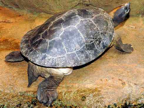 玄武:传说的兽原型探秘(潮龟) 玄武:传说的兽原型探秘(潮龟)