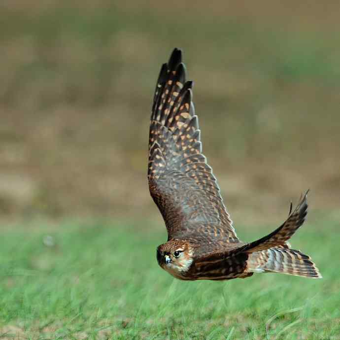 野鸭湖雌雄灰背隼