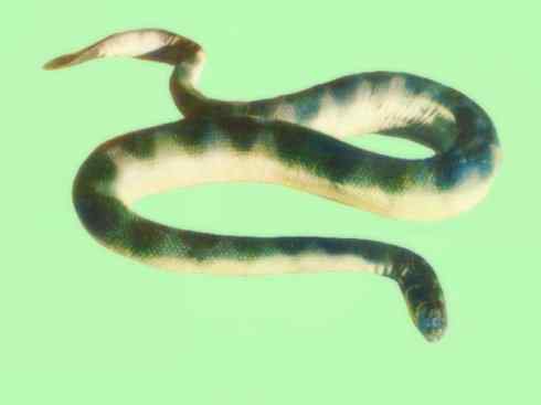 龙:传说的兽原型探秘(海蛇类) 龙:传说的兽原型探秘(海蛇类)