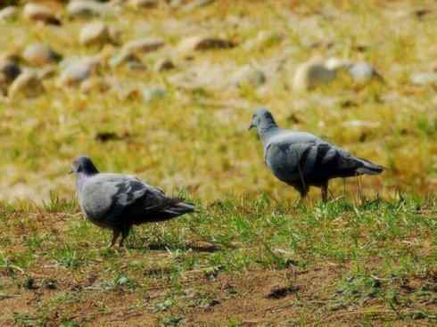 家禽驯化之源之四