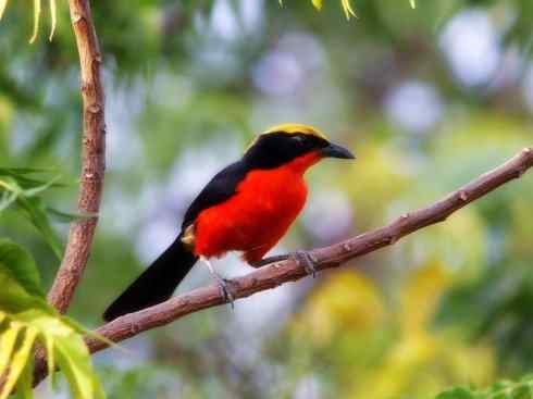 美丽无罪：雀鸟之丛伯劳