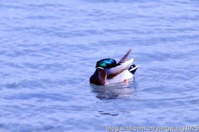 梳洗漂亮去相亲