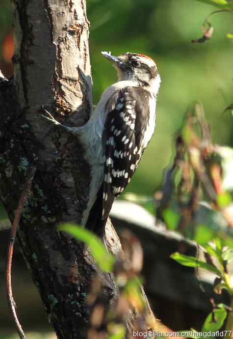 绒啄木鸟 绒啄木鸟