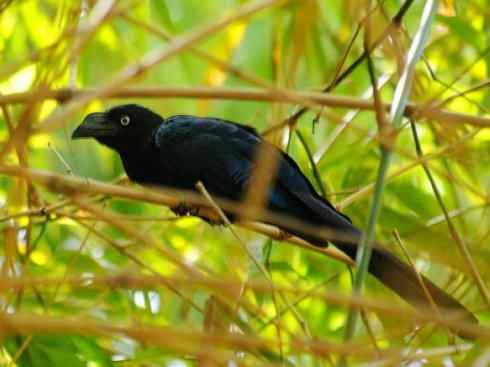 奇特的盔:大犀鹃 奇特的盔:大犀鹃