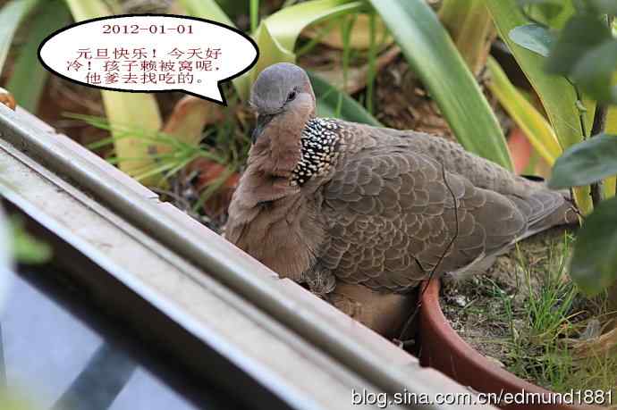 珠颈斑鸠育儿记