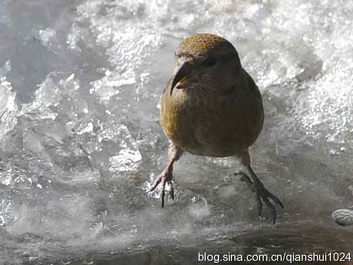 虎年最后一只鸟.交嘴雀(植物园)