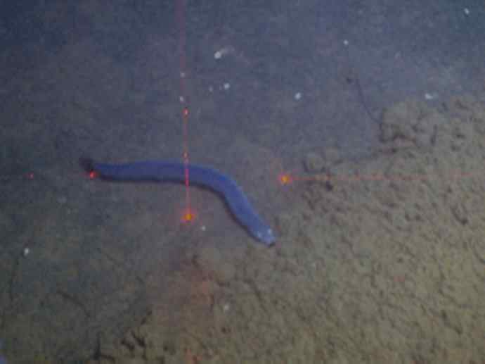 鱼类活化石：盲鳗