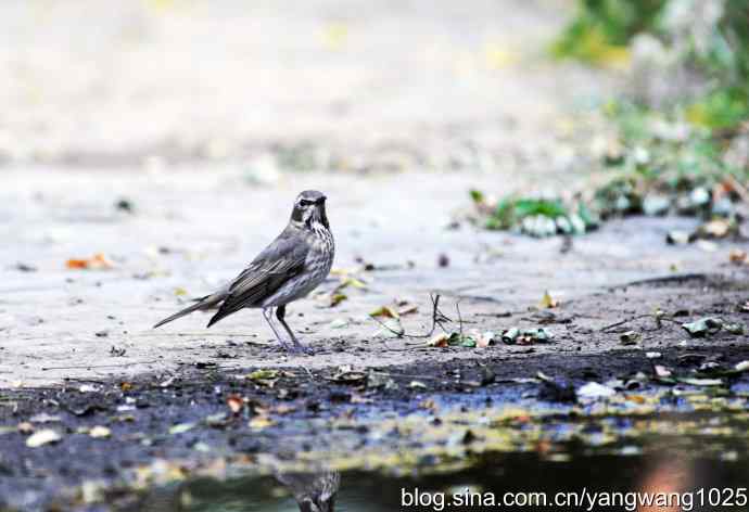 北京天坛公园的鸟类——赤颈鸫的一个亚种（记录版）