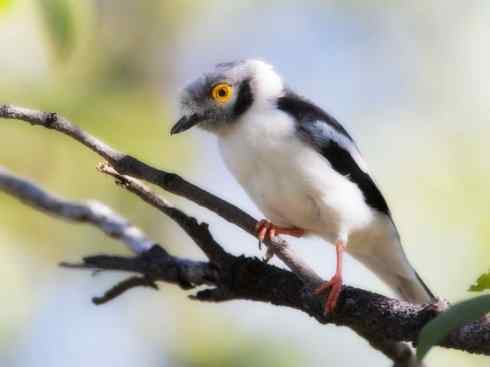 白头鸟系列：另类的美丽6