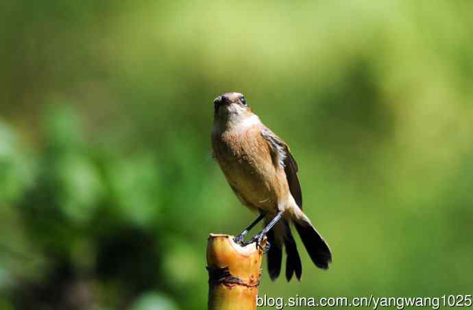 雌性黑喉石鵖（4）