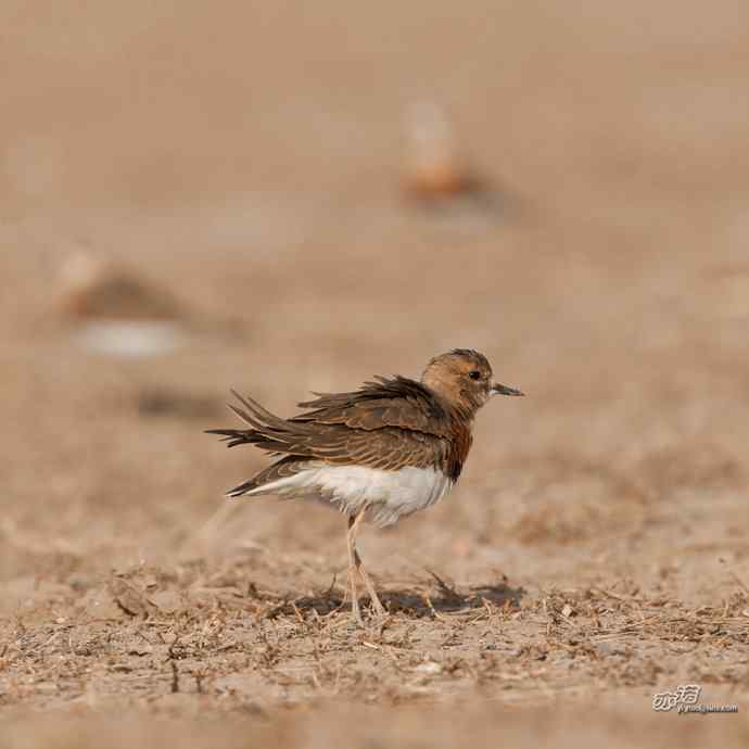 野鸭湖的东方鸻