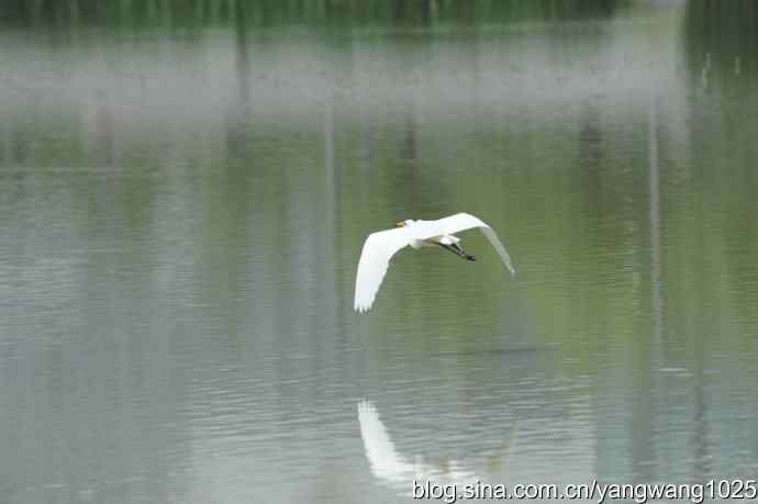 奥林匹克公园白鹭飞 wbr4