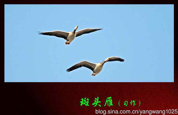 北京动物园的鸟类——斑头雁（习作）