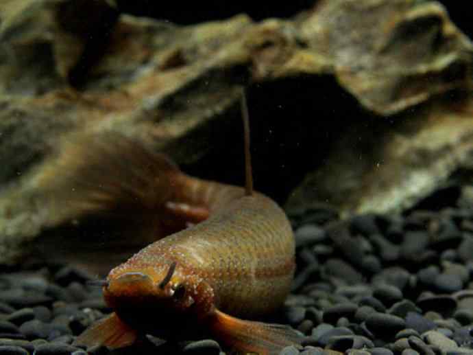 鱼类活化石：虱目鱼