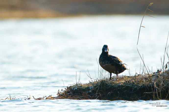 一组斑脸海番鸭逆光起飞