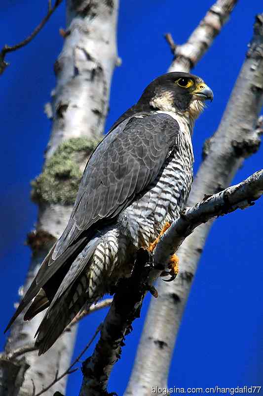 美国鸟类摄影——游隼（2）