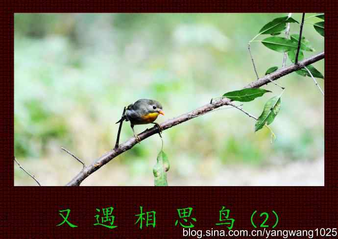 北京天坛公园的鸟类——又遇相思鸟（2）