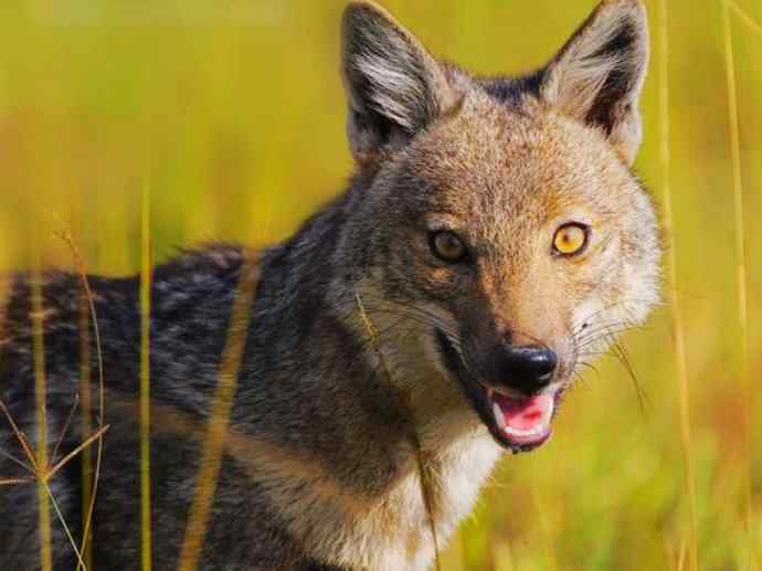 犬科：犬亚科犬属之西门豺、侧纹豺（胡狼类）