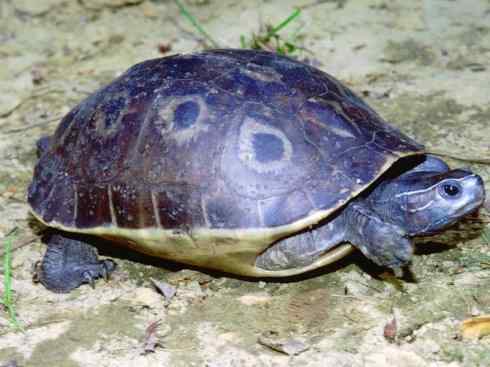 玄武:传说的兽原型探秘(潮龟) 玄武:传说的兽原型探秘(潮龟)