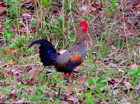 凤凰：传说的鸟原型探秘（原鸡）