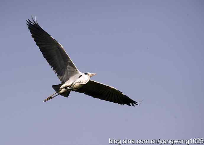 北京天坛公园的鸟类——苍鹭 3